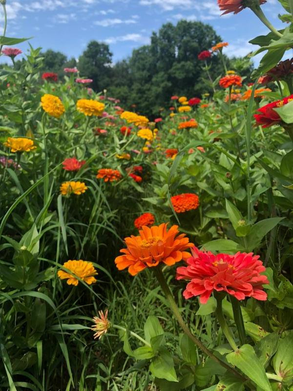 Zinnias in Bloom