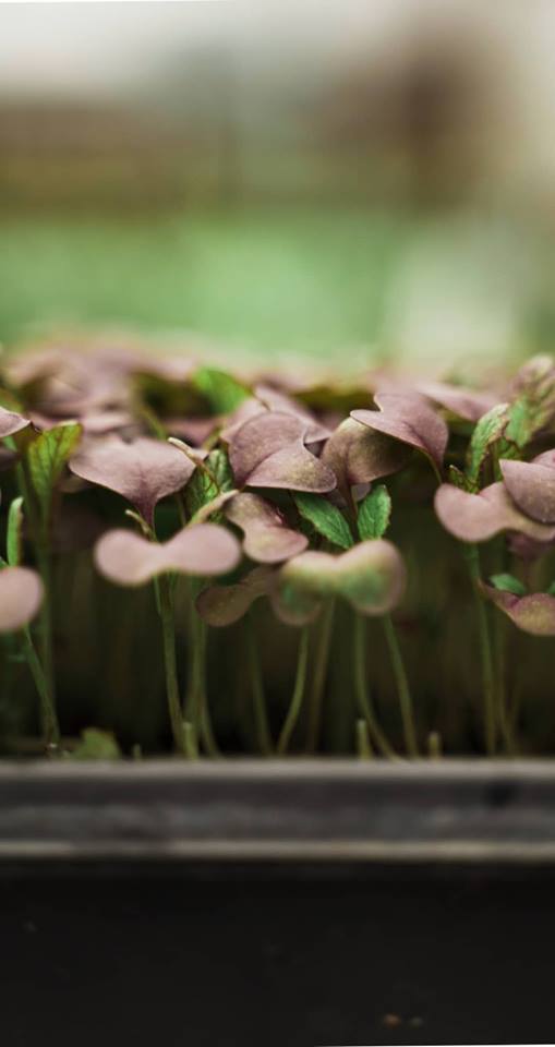 What Farmers Do in Winter – finale