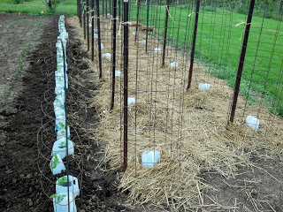 Milk jugs to the rescue!