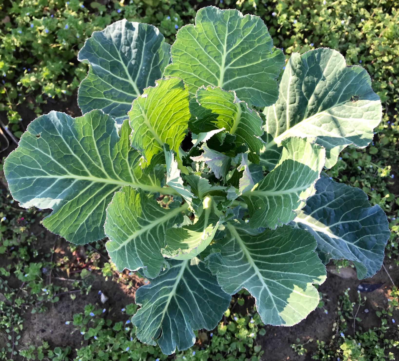 What’s Ripe: Feb 27, 2019