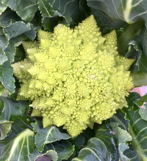 Whole-Roasted Romanesco Cauliflower with Browned Butter and Garlic