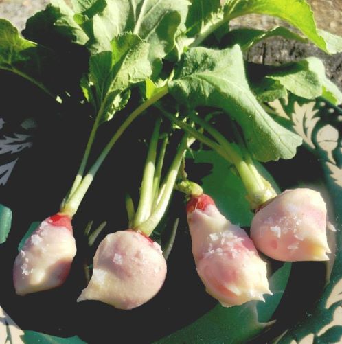 Buttered & Salted Radishes